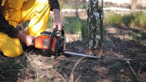 How Our Tree Care Process Works  in  Sleepy Hollow, CA