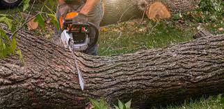 Best Utility Line Clearance  in Sleepy Hollow, CA