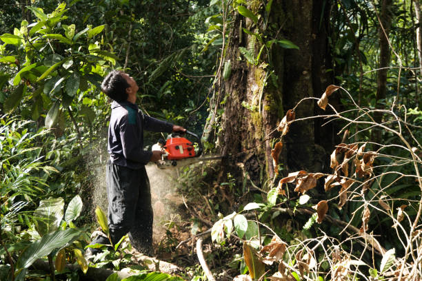 Best Root Management and Removal  in Sleepy Hollow, CA