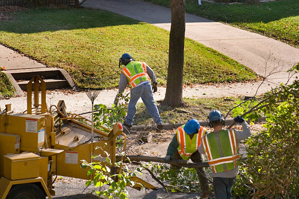 Best Tree Disease Treatment  in Sleepy Hollow, CA