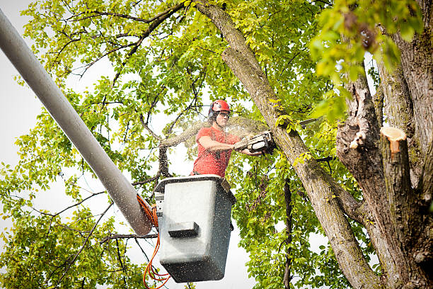Best Seasonal Cleanup (Spring/Fall)  in Sleepy Hollow, CA
